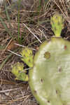 Common pricklypear